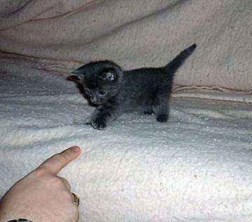tiny gray kitten